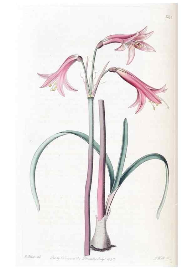 Reproducción/Reproduction 49824802893: Edwards's botanical register.. London :James Ridgway,1829-1847.. 