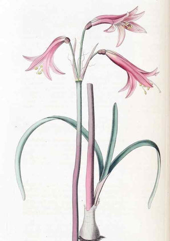 Reproducción/Reproduction 49824802893: Edwards's botanical register.. London :James Ridgway,1829-1847.. 