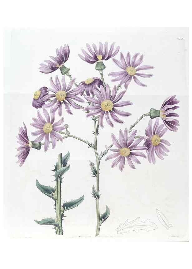 Reproducción/Reproduction 49825656852: Edwards's botanical register.. London :James Ridgway,1829-1847.. 