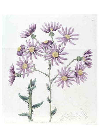 Reproducción/Reproduction 49825656852: Edwards's botanical register.. London :James Ridgway,1829-1847.. 