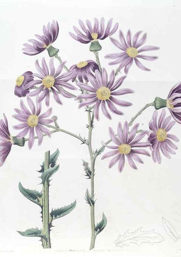 Reproducción/Reproduction 49825656852: Edwards's botanical register.. London :James Ridgway,1829-1847.. 