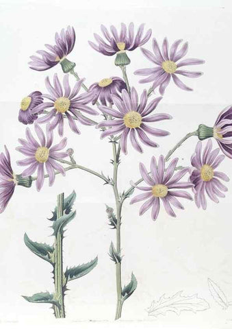Reproducción/Reproduction 49825656852: Edwards's botanical register.. London :James Ridgway,1829-1847.. 