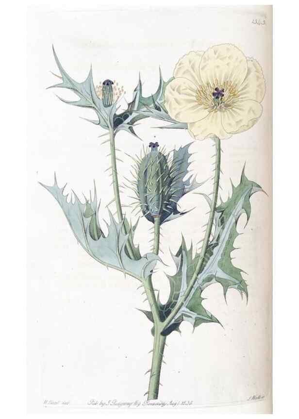 Reproducción/Reproduction 49824803348: Edwards's botanical register.. London :James Ridgway,1829-1847.. 