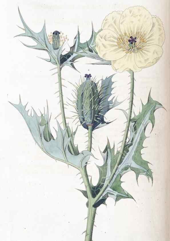 Reproducción/Reproduction 49824803348: Edwards's botanical register.. London :James Ridgway,1829-1847.. 
