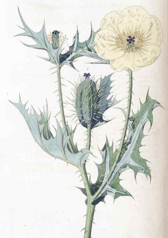 Reproducción/Reproduction 49824803348: Edwards's botanical register.. London :James Ridgway,1829-1847.. 