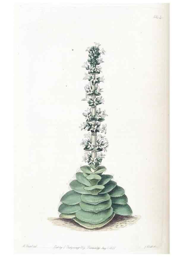 Reproducción/Reproduction 49825336601: Edwards's botanical register.. London :James Ridgway,1829-1847.. 