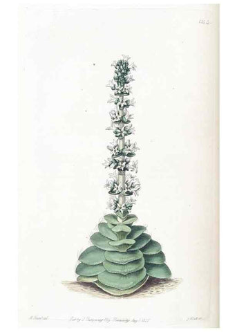 Reproducción/Reproduction 49825336601: Edwards's botanical register.. London :James Ridgway,1829-1847.. 