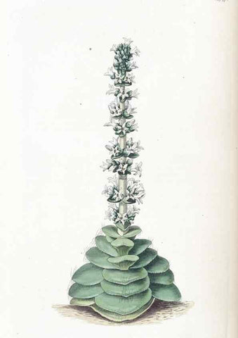Reproducción/Reproduction 49825336601: Edwards's botanical register.. London :James Ridgway,1829-1847.. 