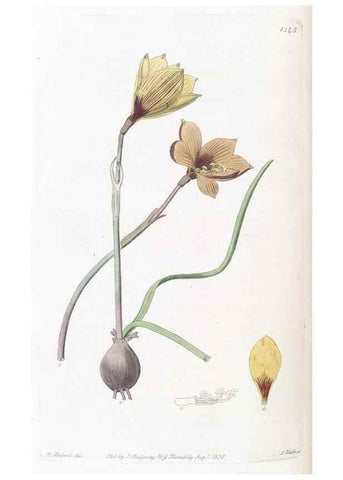 Reproducción/Reproduction 49825657622: Edwards's botanical register.. London :James Ridgway,1829-1847.. 