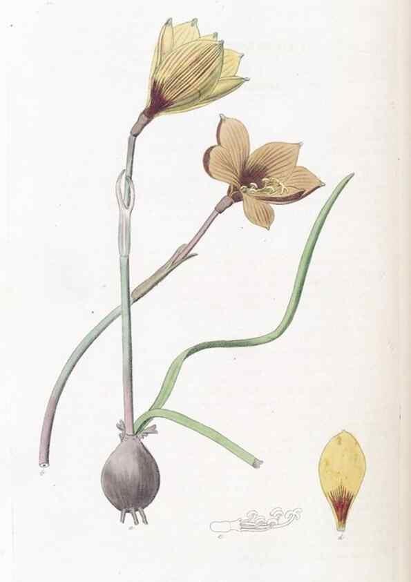 Reproducción/Reproduction 49825657622: Edwards's botanical register.. London :James Ridgway,1829-1847.. 