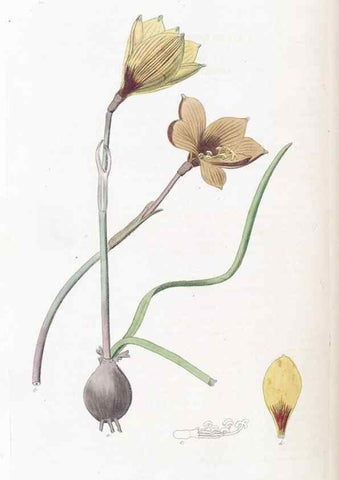 Reproducción/Reproduction 49825657622: Edwards's botanical register.. London :James Ridgway,1829-1847.. 