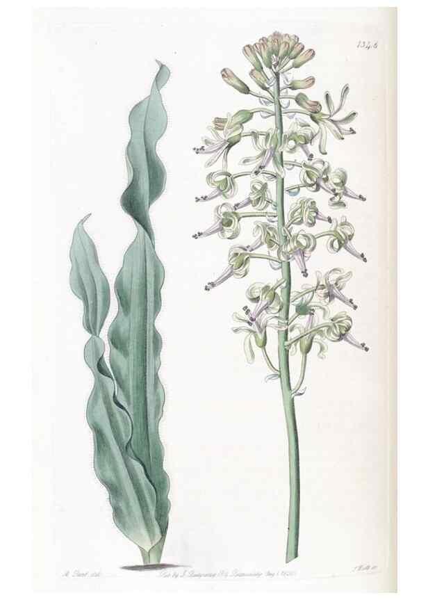 Reproducción/Reproduction 49825657912: Edwards's botanical register.. London :James Ridgway,1829-1847.. 