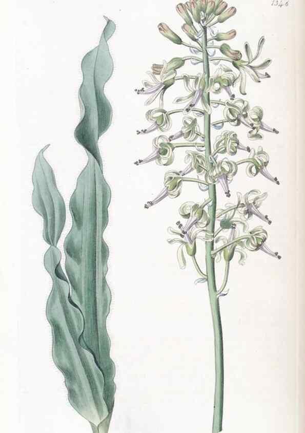 Reproducción/Reproduction 49825657912: Edwards's botanical register.. London :James Ridgway,1829-1847.. 