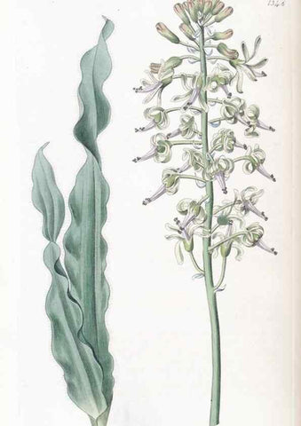 Reproducción/Reproduction 49825657912: Edwards's botanical register.. London :James Ridgway,1829-1847.. 