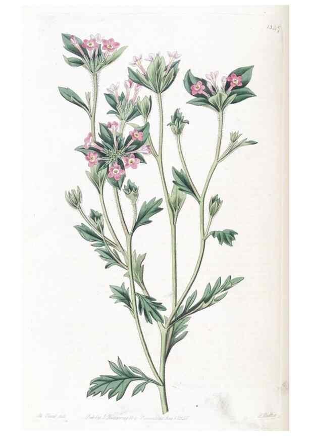 Reproducción/Reproduction 49824804443: Edwards's botanical register.. London :James Ridgway,1829-1847.. 
