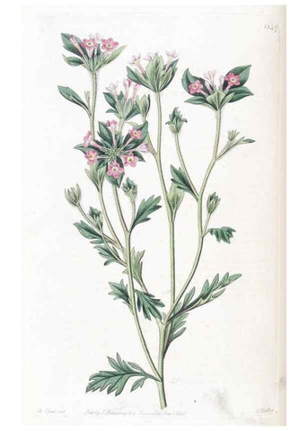 Reproducción/Reproduction 49824804443: Edwards's botanical register.. London :James Ridgway,1829-1847.. 