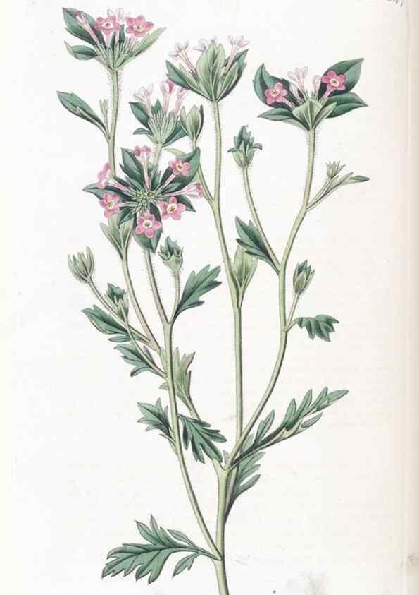 Reproducción/Reproduction 49824804443: Edwards's botanical register.. London :James Ridgway,1829-1847.. 