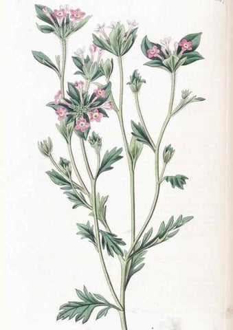 Reproducción/Reproduction 49824804443: Edwards's botanical register.. London :James Ridgway,1829-1847.. 