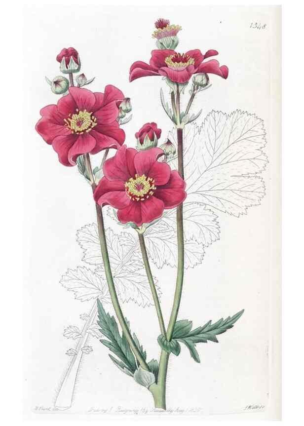 Reproducción/Reproduction 49824804658: Edwards's botanical register.. London :James Ridgway,1829-1847.. 