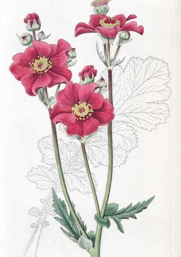 Reproducción/Reproduction 49824804658: Edwards's botanical register.. London :James Ridgway,1829-1847.. 