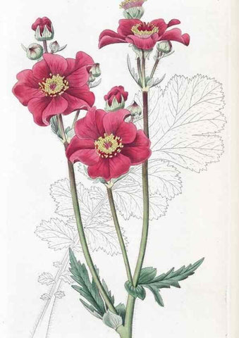 Reproducción/Reproduction 49824804658: Edwards's botanical register.. London :James Ridgway,1829-1847.. 
