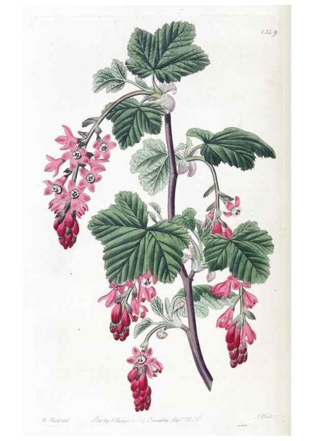 Reproducción/Reproduction 49825658622: Edwards's botanical register.. London :James Ridgway,1829-1847.. 
