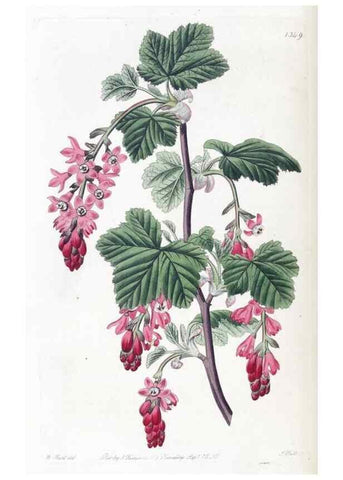 Reproducción/Reproduction 49825658622: Edwards's botanical register.. London :James Ridgway,1829-1847.. 
