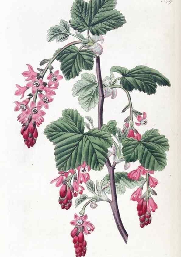 Reproducción/Reproduction 49825658622: Edwards's botanical register.. London :James Ridgway,1829-1847.. 
