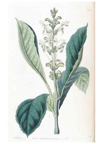 Reproducción/Reproduction 49825654912: Edwards's botanical register.. London :James Ridgway,1829-1847.. 