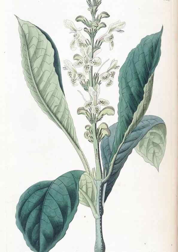 Reproducción/Reproduction 49825654912: Edwards's botanical register.. London :James Ridgway,1829-1847.. 