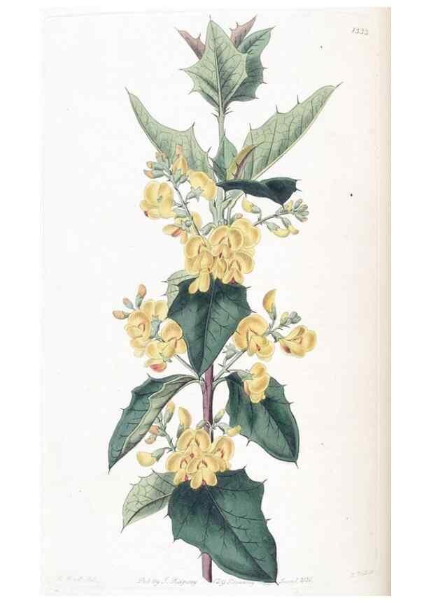 Reproducción/Reproduction 49824800713: Edwards's botanical register.. London :James Ridgway,1829-1847.. 