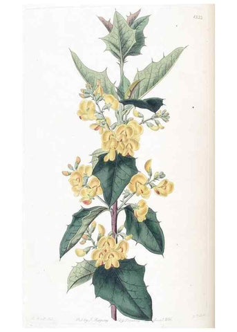 Reproducción/Reproduction 49824800713: Edwards's botanical register.. London :James Ridgway,1829-1847.. 