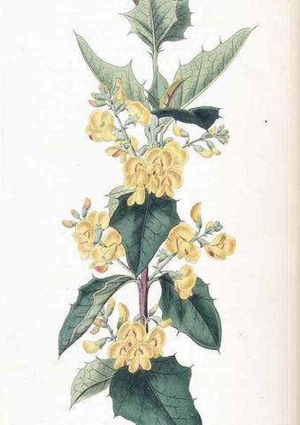 Reproducción/Reproduction 49824800713: Edwards's botanical register.. London :James Ridgway,1829-1847.. 
