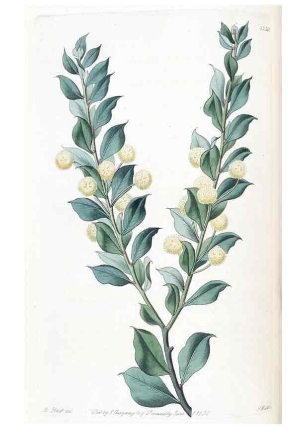Reproducción/Reproduction 49825333286: Edwards's botanical register.. London :James Ridgway,1829-1847.. 
