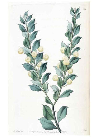 Reproducción/Reproduction 49825333286: Edwards's botanical register.. London :James Ridgway,1829-1847.. 