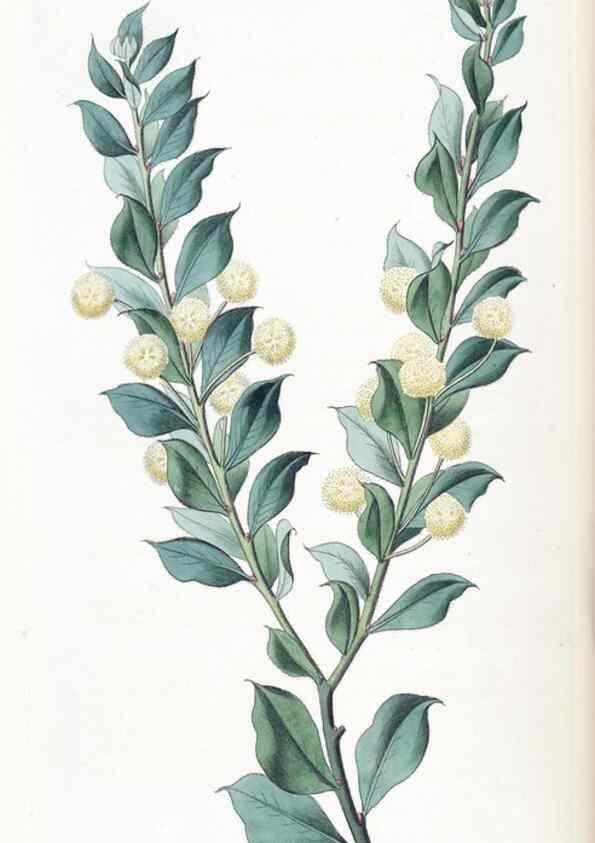 Reproducción/Reproduction 49825333286: Edwards's botanical register.. London :James Ridgway,1829-1847.. 