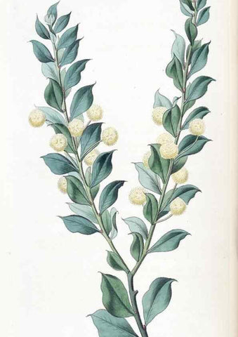 Reproducción/Reproduction 49825333286: Edwards's botanical register.. London :James Ridgway,1829-1847.. 