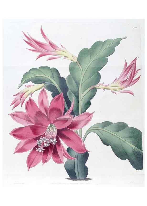 Reproducción/Reproduction 49825332986: Edwards's botanical register.. London :James Ridgway,1829-1847.. 