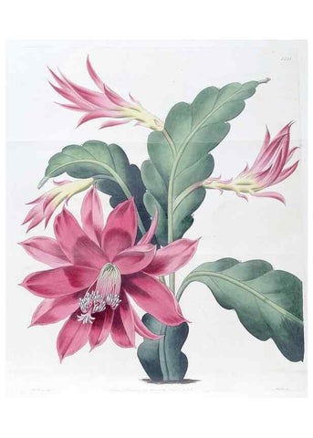 Reproducción/Reproduction 49825332986: Edwards's botanical register.. London :James Ridgway,1829-1847.. 