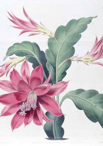 Reproducción/Reproduction 49825332986: Edwards's botanical register.. London :James Ridgway,1829-1847.. 