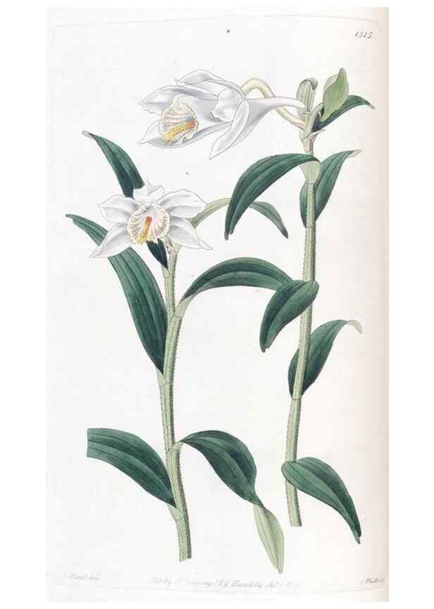 Reproducción/Reproduction 49824796078: Edwards's botanical register.. London :James Ridgway,1829-1847.. 