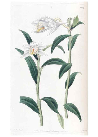 Reproducción/Reproduction 49824796078: Edwards's botanical register.. London :James Ridgway,1829-1847.. 