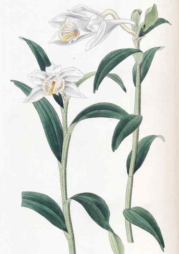 Reproducción/Reproduction 49824796078: Edwards's botanical register.. London :James Ridgway,1829-1847.. 