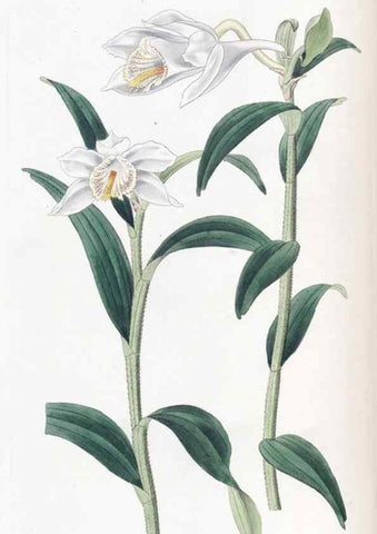 Reproducción/Reproduction 49824796078: Edwards's botanical register.. London :James Ridgway,1829-1847.. 