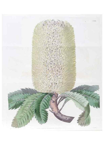 Reproducción/Reproduction 49825329316: Edwards's botanical register.. London :James Ridgway,1829-1847.. 
