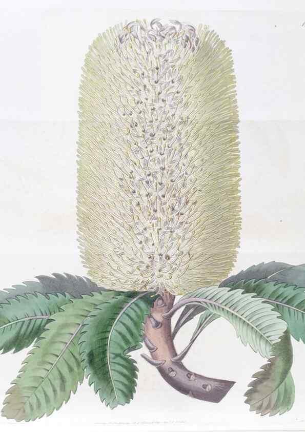 Reproducción/Reproduction 49825329316: Edwards's botanical register.. London :James Ridgway,1829-1847.. 