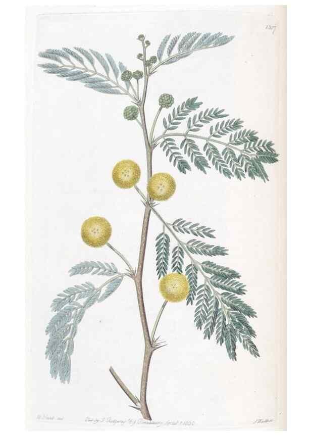 Reproducción/Reproduction 49824796588: Edwards's botanical register.. London :James Ridgway,1829-1847.. 