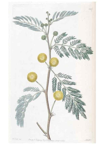 Reproducción/Reproduction 49824796588: Edwards's botanical register.. London :James Ridgway,1829-1847.. 