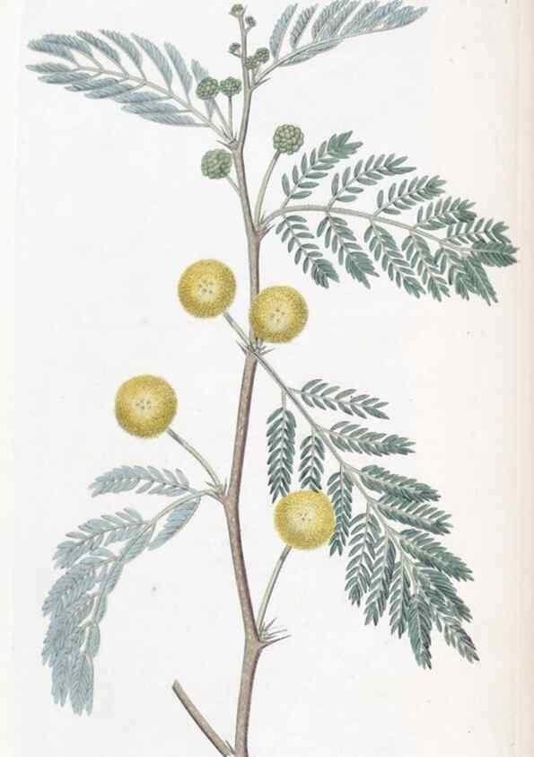 Reproducción/Reproduction 49824796588: Edwards's botanical register.. London :James Ridgway,1829-1847.. 