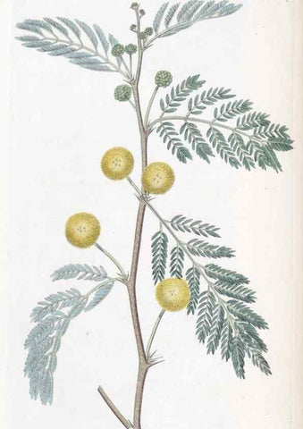 Reproducción/Reproduction 49824796588: Edwards's botanical register.. London :James Ridgway,1829-1847.. 
